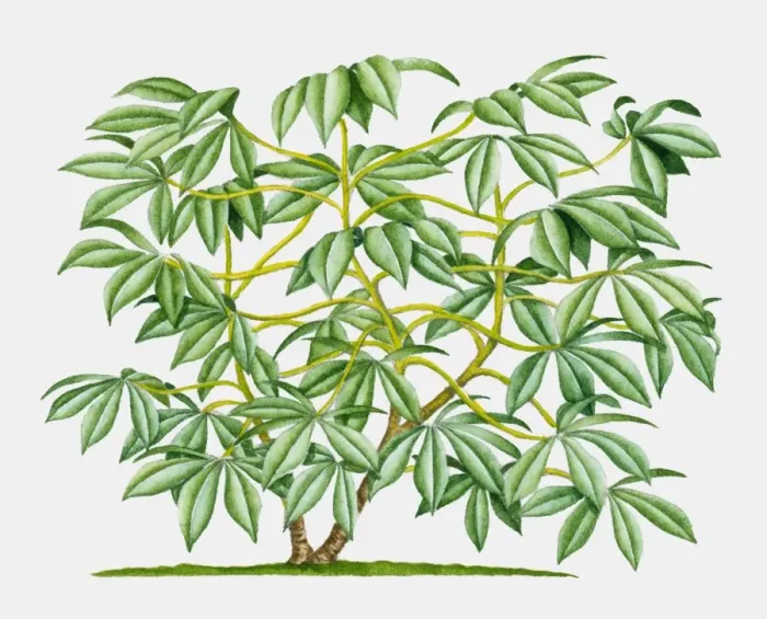 Framed Print : Illustration of Cassava (Yucca), tropical shrub with green leaves