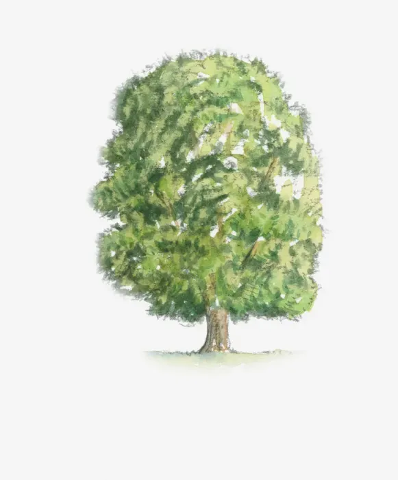 Framed Print : Illustration of Castanea sativa (Sweet Chestnut) tree with green foliage Framed Print : Illustration of Castanea sativa (Sweet Chestnut) tree with green foliage