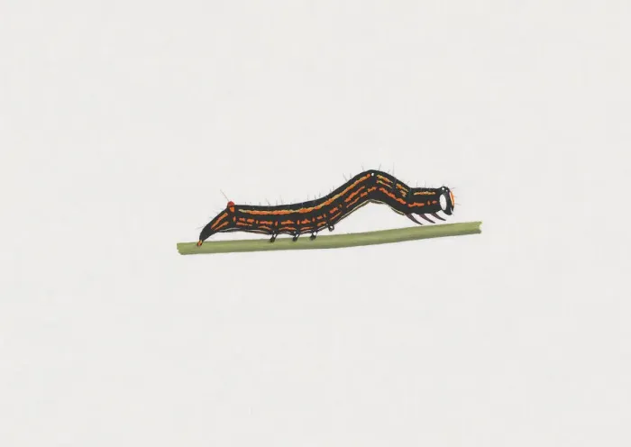 Framed Print : Illustration of Castor Semi-looper (Achaea janata) caterpillar on green stem Framed Print : Illustration of Castor Semi-looper (Achaea janata) caterpillar on green stem