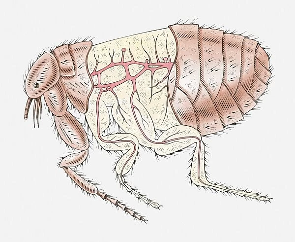 Illustration of Cat Flea (Ctenocephalides felis) with cross section showing main arteries