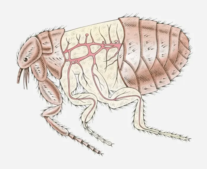 Framed Print : Illustration of Cat Flea (Ctenocephalides felis) with cross section showing main arteries Framed Print : Illustration of Cat Flea (Ctenocephalides felis) with cross section showing main arteries