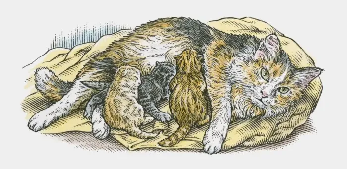Framed Print : Illustration of cat suckling litter of kittens Framed Print : Illustration of cat suckling litter of kittens