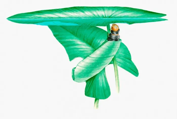 Framed Print : Illustration of caterpillar of Brown China mark moth (Elophila nymphaeata) wrapped inside water lily leaf Framed Print : Illustration of caterpillar of Brown China mark moth (Elophila nymphaeata) wrapped inside water lily leaf