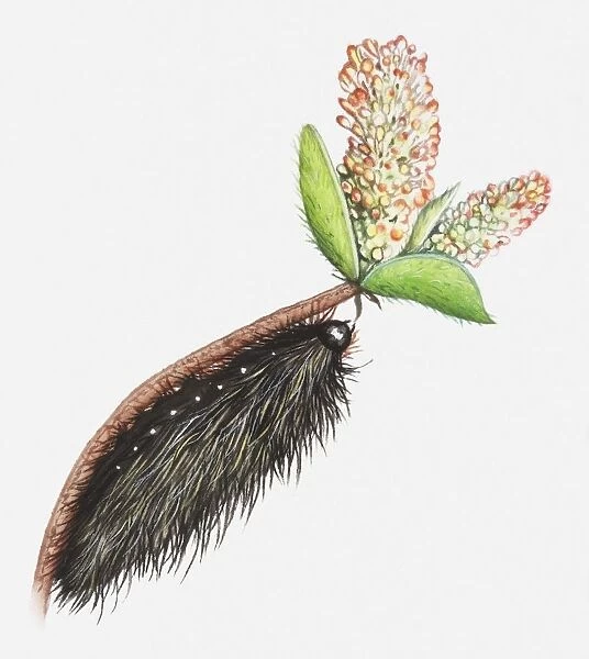 Illustration of caterpillar of Garden tiger moth (Arctia caja) feeding on Arctic willow (Salix arctica)