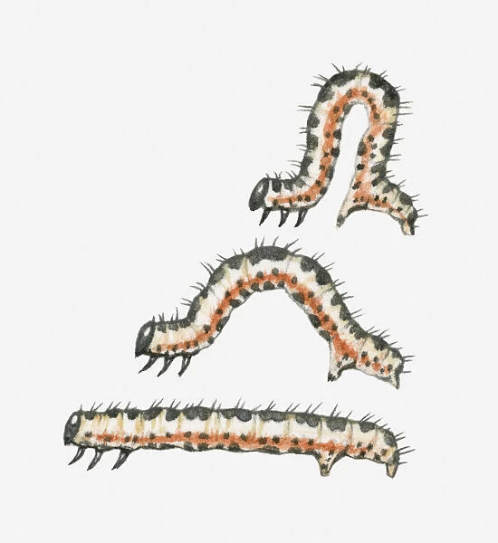Illustration of caterpillar in movement sequence