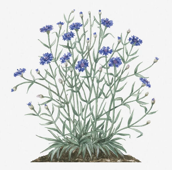 Illustration of Centaurea cyanus (Cornflower) bearing blue flowers and buds with green leaves on long branched stems