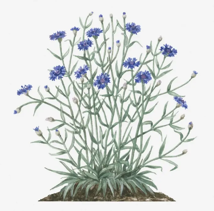 Framed Print : Illustration of Centaurea cyanus (Cornflower) bearing blue flowers and buds with green leaves on long branched stems Framed Print : Illustration of Centaurea cyanus (Cornflower) bearing blue flowers and buds with green leaves on long branched stems