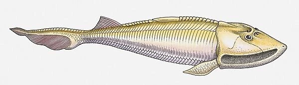 Illustration of a Cephalaspid prehistoric fish, side view
