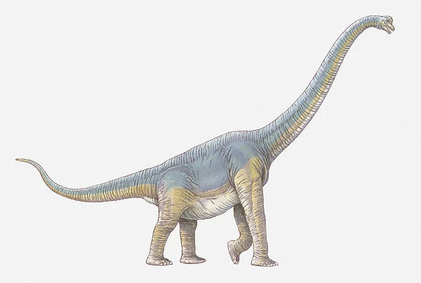 Illustration of Ceratosaurus
