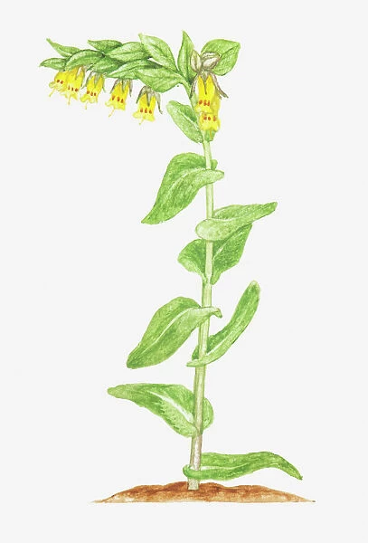 Illustration of Cerinthe glabra (Smooth honeywort), tubular yellow flowers on single stem