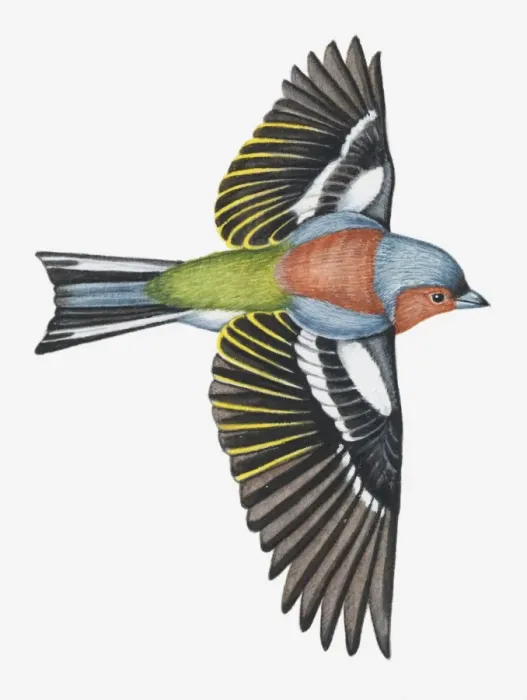 Framed Print : Illustration of a Chaffinch (Fringilla coelebs) in flight Framed Print : Illustration of a Chaffinch (Fringilla coelebs) in flight