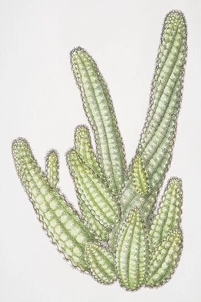 Illustration, Chamaecereus sylvestri, cluster of Peanut Cacti with cucumber-shaped stems