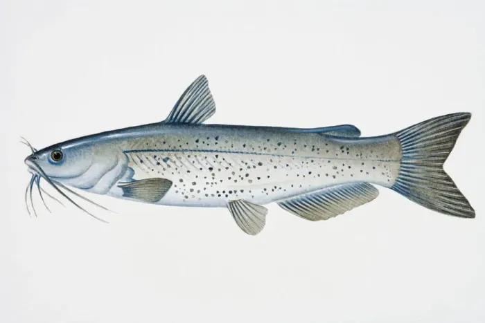 Framed Print : Illustration of Channel catfish (Ictalurus punctatus), North American freshwater fish Framed Print : Illustration of Channel catfish (Ictalurus punctatus), North American freshwater fish