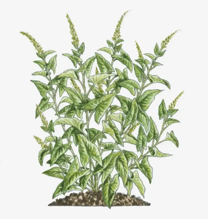 Framed Print : Illustration of Chenopodium bonus-henricus (Good King Henry) bearing green leaves