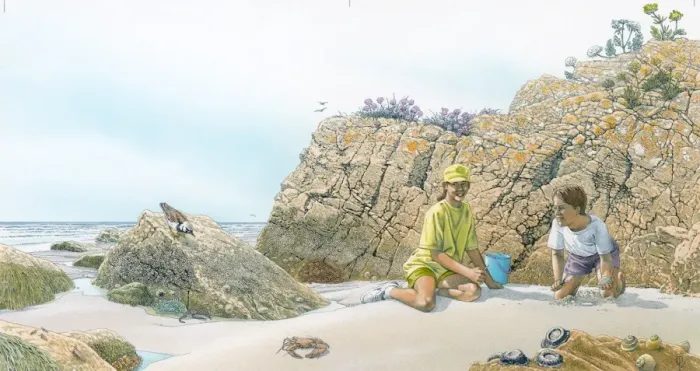 Framed Print : Illustration of children on beach on rocky coastline with birds, flora and sea life Framed Print : Illustration of children on beach on rocky coastline with birds, flora and sea life