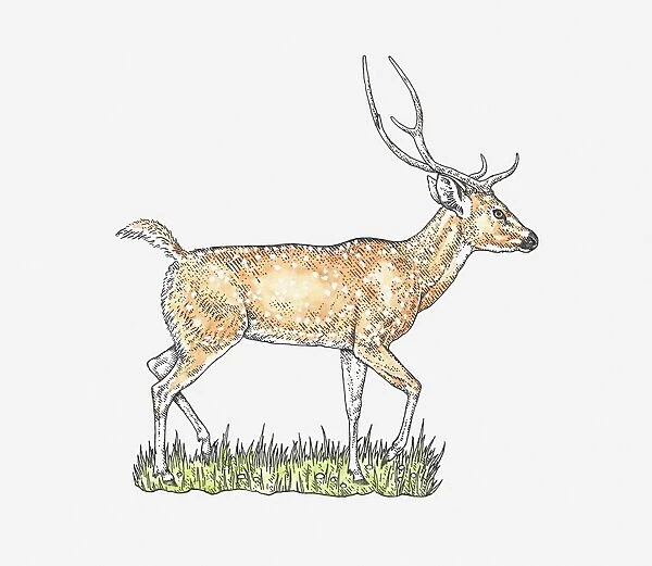 Illustration of Chital or Cheetal (Axis axis) walking on grass