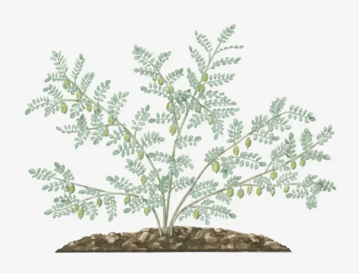 Framed Print : Illustration of Cicer arietinum (Chickpea) bearing green seedpods and small feathery leaves on long stems Framed Print : Illustration of Cicer arietinum (Chickpea) bearing green seedpods and small feathery leaves on long stems