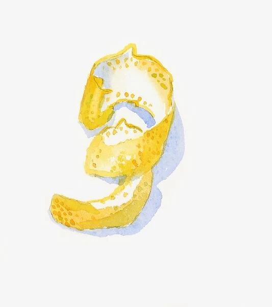Illustration of Citrus limon (Lemon), spiral of peel