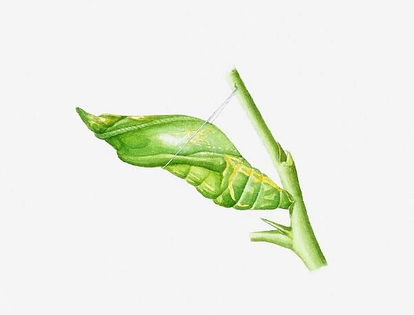 Illustration of Citrus Swallowtail (Papilio demodocus) butterfly cocoon on stem