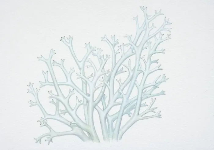 Framed Print : Illustration, cladina rangiferina, Reindeer Lichen Framed Print : Illustration, cladina rangiferina, Reindeer Lichen