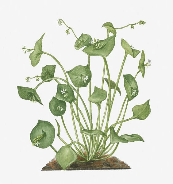 Illustration of Claytonia perfoliata (Winter Purslane) bearing small white flowers and green buds on long stems with green leaves