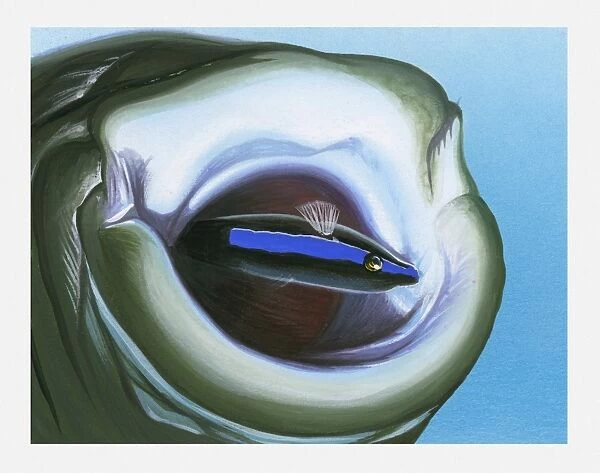 Illustration of Cleaner Fish (Elacatinus) inside mouth of large fish