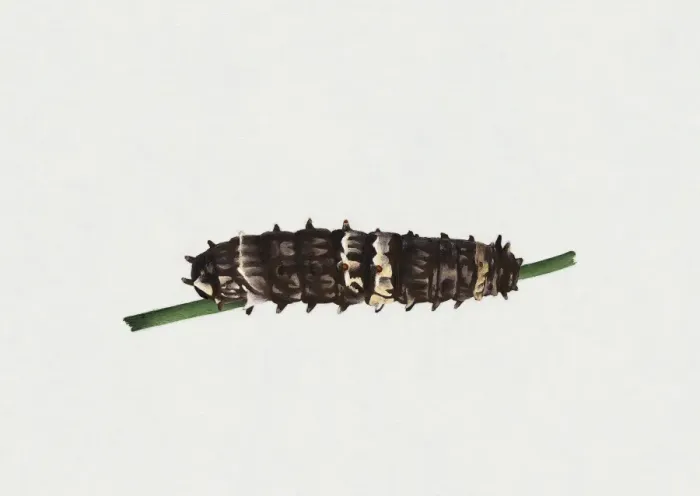Framed Print : Illustration of Clearwing Swallowtail or Big Greasy (Cressida cressida) caterpillar on green stem Framed Print : Illustration of Clearwing Swallowtail or Big Greasy (Cressida cressida) caterpillar on green stem