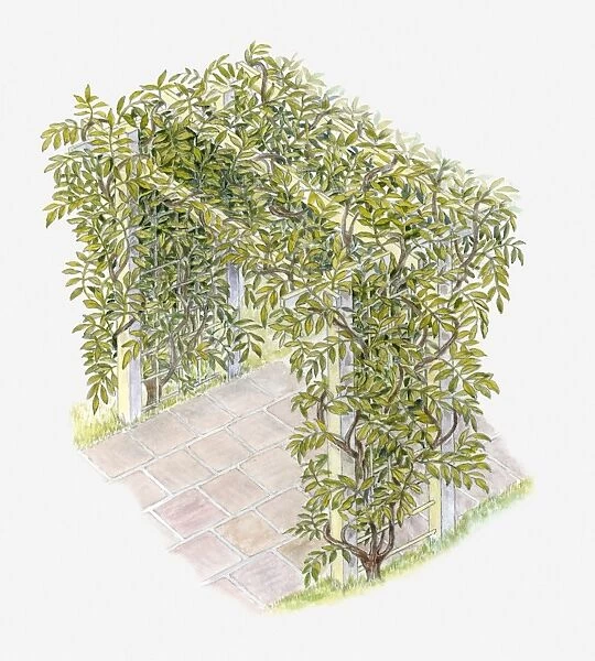Illustration of climbing plant covering an arched trellis