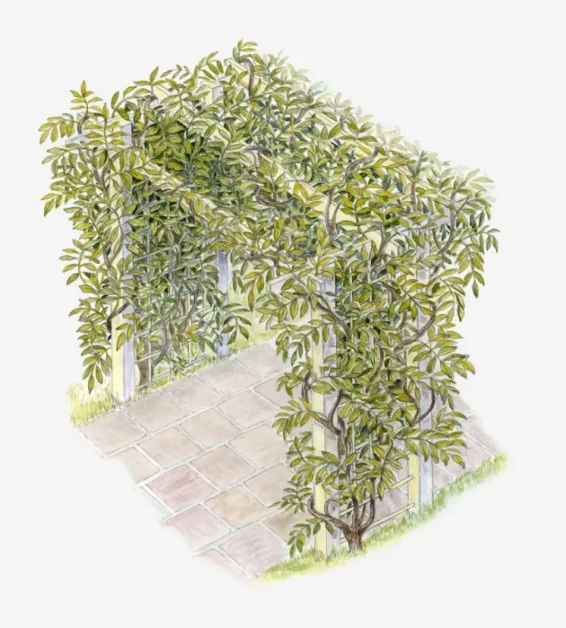 Framed Print : Illustration of climbing plant covering an arched trellis Framed Print : Illustration of climbing plant covering an arched trellis