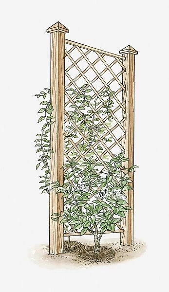 Illustration of climbing plant growing on a trellis