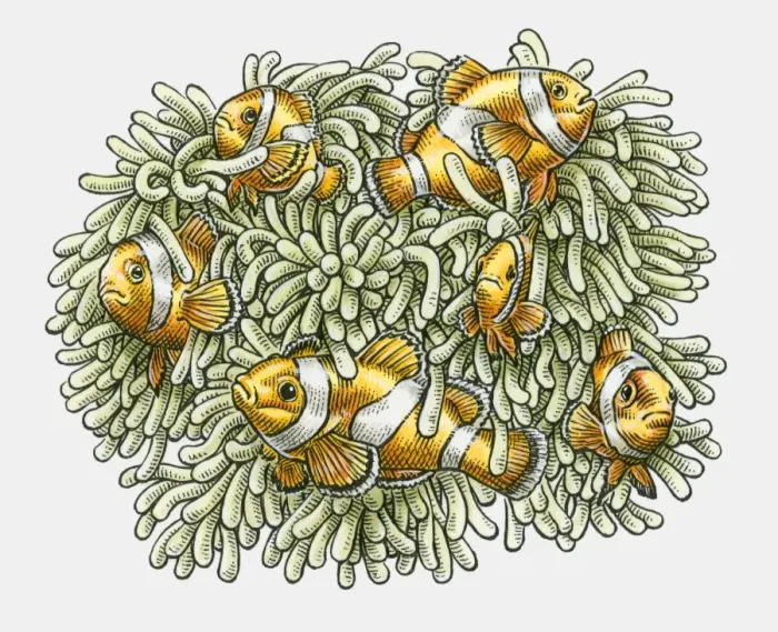 Framed Print : Illustration of Clown Fish in tentacles of Sea Anenome Framed Print : Illustration of Clown Fish in tentacles of Sea Anenome