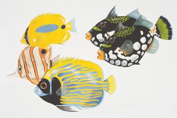 Illustration, two Clown Triggerfish (balistoides conspicillum), a Butterfly Fish (chaetodontidae), Copperband Butterfly Fish (chelmon rostratus) and Imperial Angelfish (pomacanthidae), side view