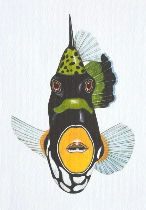 Framed Print : Illustration, Clown Triggerfish (balistoides conspicillum), front view Framed Print : Illustration, Clown Triggerfish (balistoides conspicillum), front view