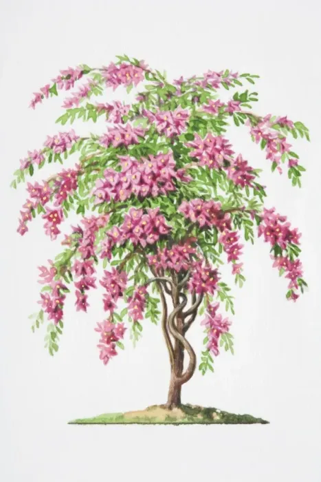 Framed Print : Illustration, clustered pink flower bracts and short-stalked leaves of Bougainvillea glabra Framed Print : Illustration, clustered pink flower bracts and short-stalked leaves of Bougainvillea glabra