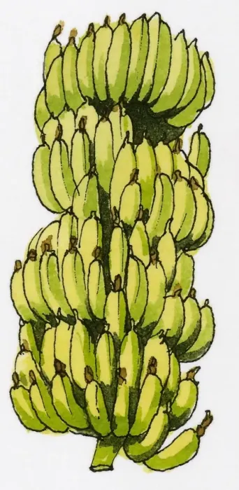 Framed Print : Illustration of clusters of fresh bananas grown in Turkey Framed Print : Illustration of clusters of fresh bananas grown in Turkey
