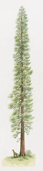 Illustration of Coast Redwood or California Redwood (Sequoia sempervirens), one of the tallest trees in the world with animal standing below
