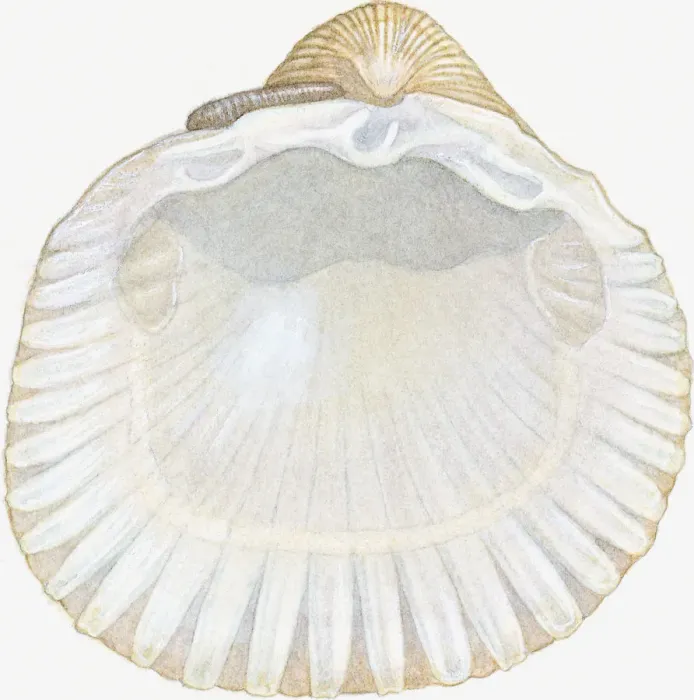 Framed Print : Illustration of empty cockle shell showing posterior and anterior abductor muscle scars, beak and hinge ligament Framed Print : Illustration of empty cockle shell showing posterior and anterior abductor muscle scars, beak and hinge ligament