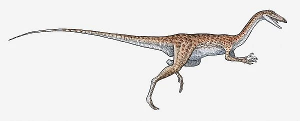 Illustration of Coelophysis bipedal dinosaur