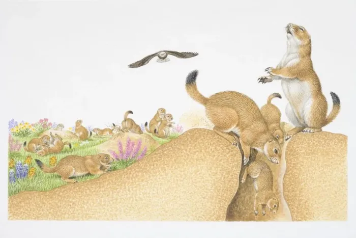 Framed Print : Illustration, colony of Prairie Dogs (Cynomys sp. ), shown playing, digging, standing on edge of mound and disappearing into burrow, eagle flying overhead Framed Print : Illustration, colony of Prairie Dogs (Cynomys sp. ), shown playing, digging, standing on edge of mound and disappearing into burrow, eagle flying overhead