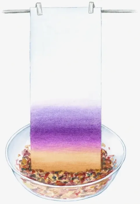 Framed Print : Illustration of colour from mashed petals dyeing blotting paper pale yellow and purple