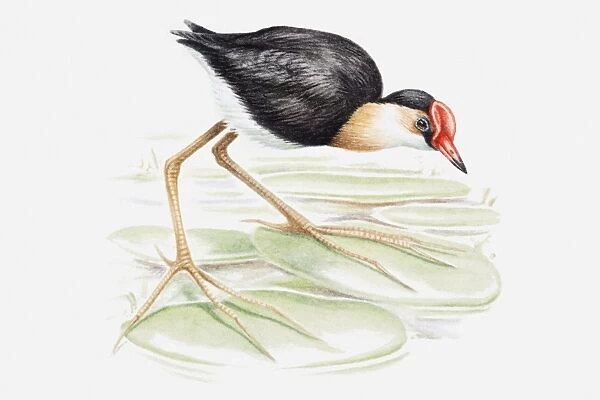 Illustration of a Comb-crested jacana, also known as Lilytrotter (Irediparra gallinacea) on a lily pad, side view