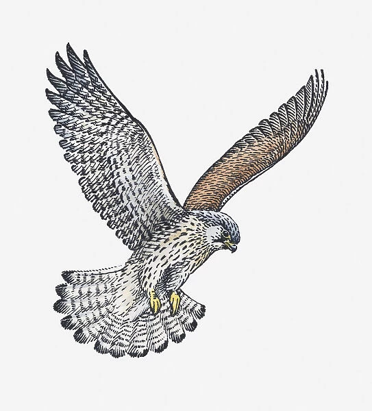 Illustration of Common Buzzard (Buteo buteo) preparing to land with legs extended