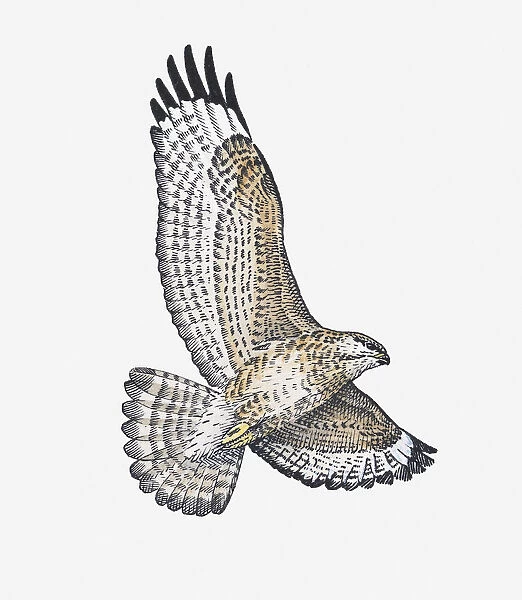 Illustration of Common Buzzard (Buteo buteo) soaring