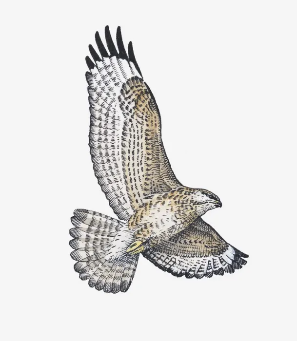 Framed Print : Illustration of Common Buzzard (Buteo buteo) soaring