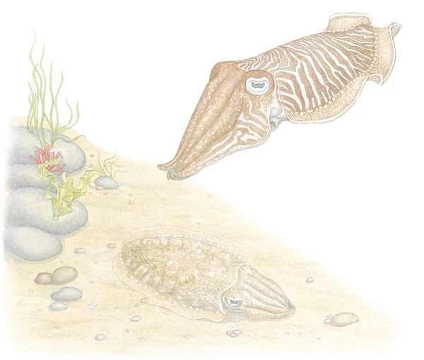 Illustration of Common Cuttlefish (Sepia officinalis), invertebrate molluscs with cephalopod eyes, swimming and camouflaged against seabed