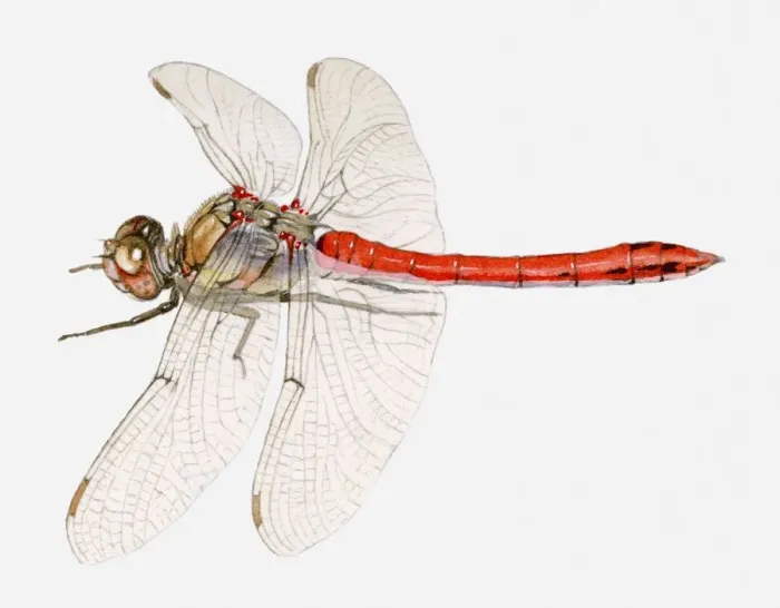 Framed Print : Illustration of a Common darter dragonfly (Sympetrum striolatum) Framed Print : Illustration of a Common darter dragonfly (Sympetrum striolatum)