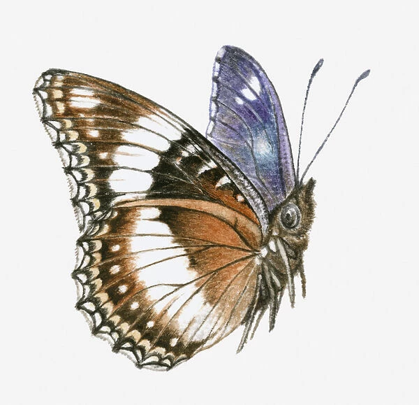 Illustration of Common eggfly (Hypolimnas bolina) butterfly with brown, white and blue colouring