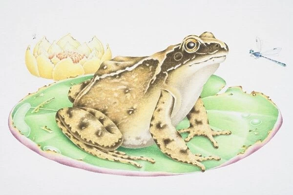 Illustration, Common Frog (Anura) perched on water lily leaf stalking Dragonfly (Odonata), side view
