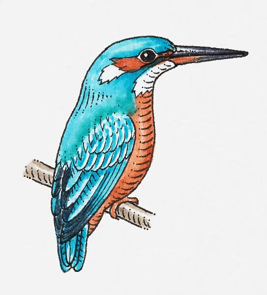 Illustration of Common Kingfisher (Alcedo atthis) perching on branchlet