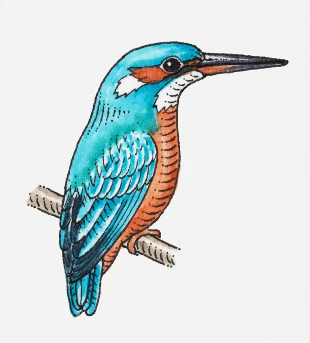 Framed Print : Illustration of Common Kingfisher (Alcedo atthis) perching on branchlet Framed Print : Illustration of Common Kingfisher (Alcedo atthis) perching on branchlet